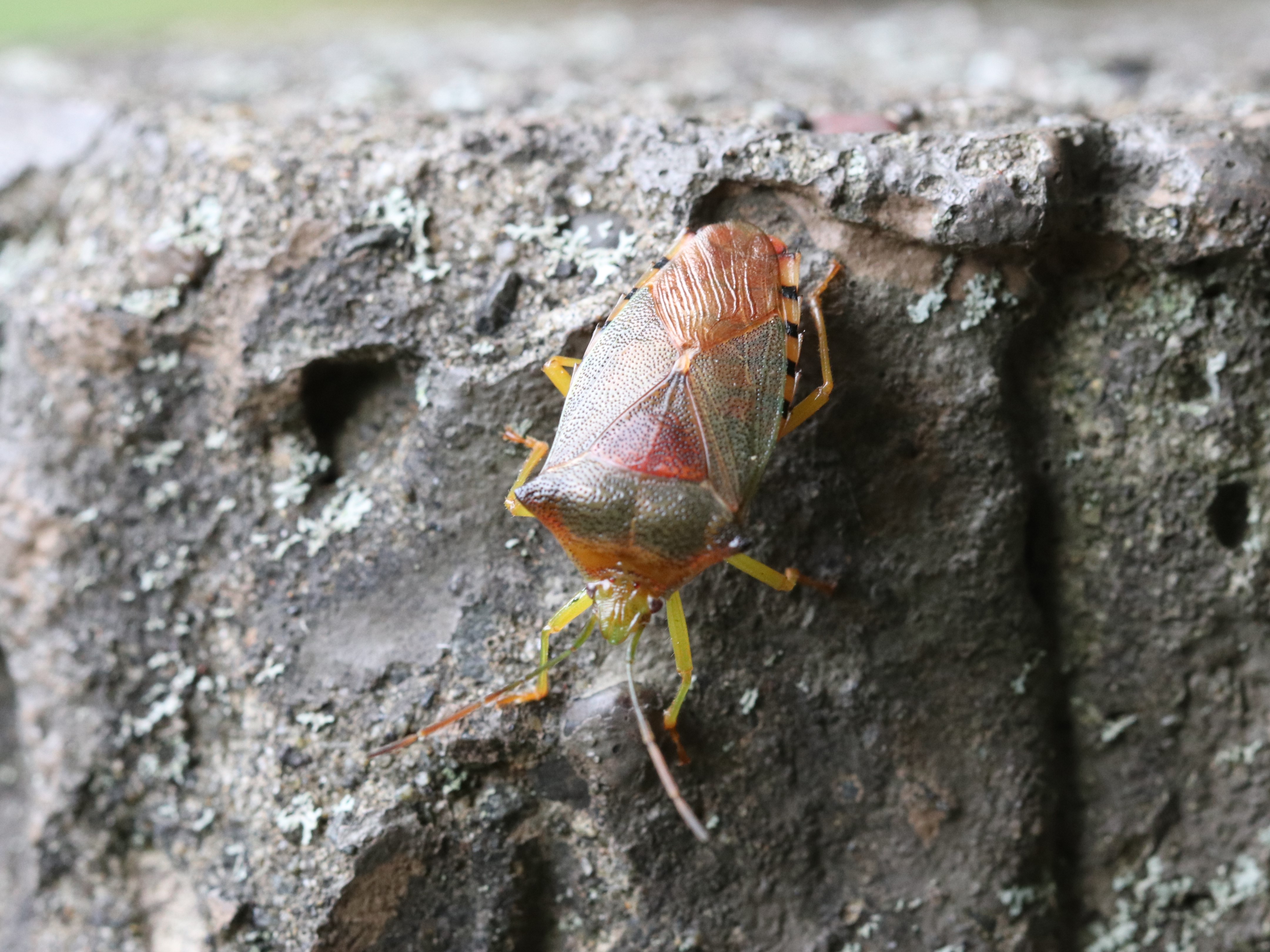 杭のセアカツノカメムシ